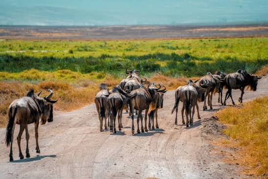 Serengeti Mara River Crossing Safari Special | Generous Tours & Safaris